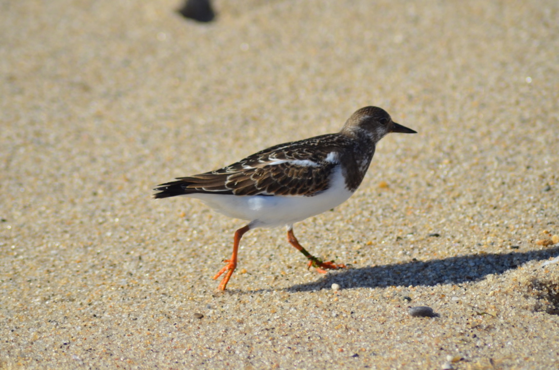 Nantucket National Wildlife Refuge, MA