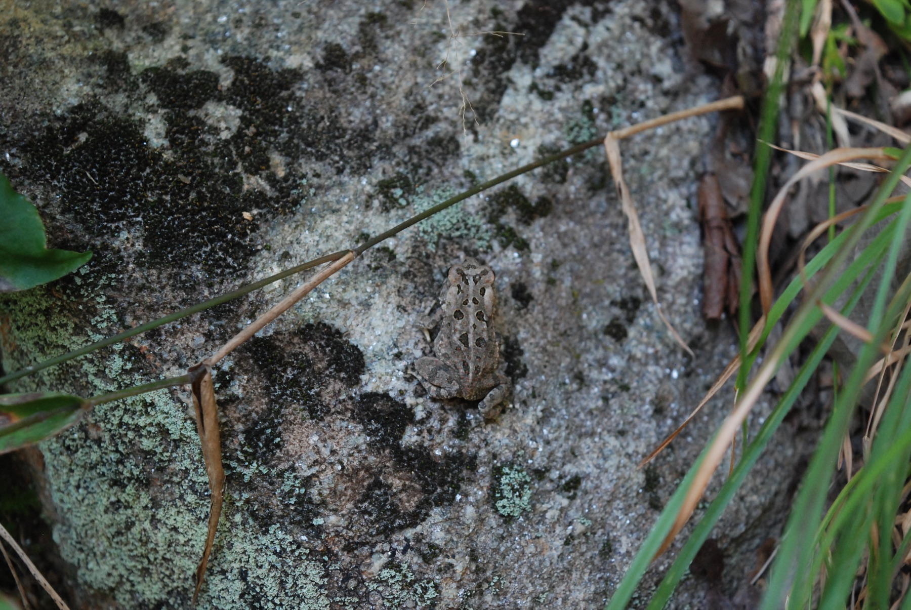 Well Camoflaged Frog – Sweetwater State Park, GA