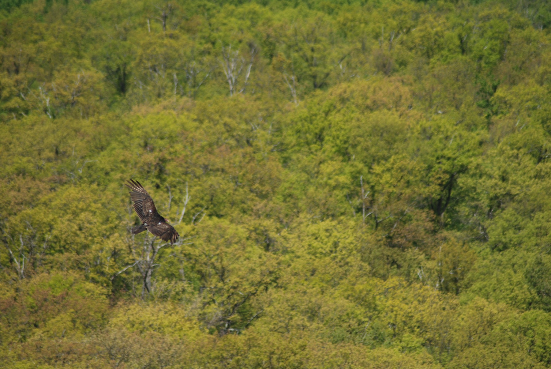 Shenandoah National Park, VA